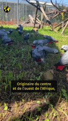 Stars des réseaux sociaux, ces perroquets menacés de disparition