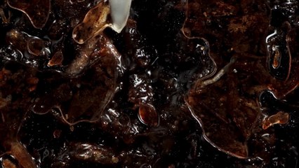 Wim van Egmond, Nikon Small World