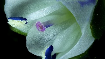 Small World in Motion de Nikon - 1st Jay McClellan