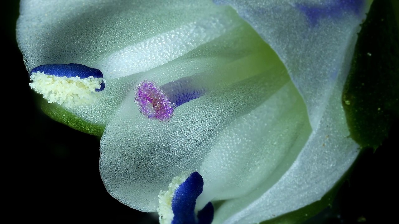 Small World in Motion de Nikon - 1st Jay McClellan