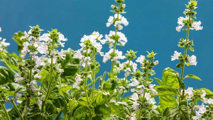 9 Reasons To Save Your Basil Blooms