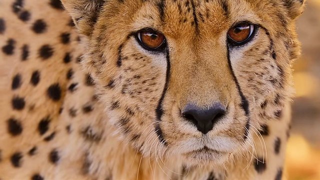 Naturellement Sauvages - saison 1 Bande-annonce VF