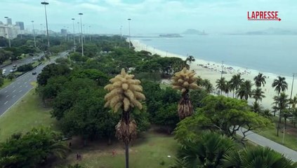 Rio de Janeiro, fioriscono per la prima e unica volta le palme talipot