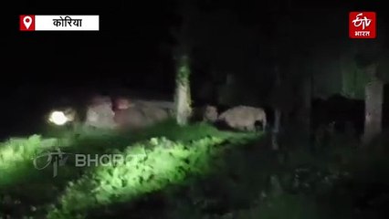 कोरिया में हाथियों के झुंड ने मचाई दहशत, फसलों को रौंदा