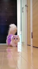 #cat_lovers21635_#fypシ゚_#fypシ゚viral🖤tiktok☆♡🦋myvideo_#viralvideo_#fyppppppppppppppppppppppp_#catsoftiktok_#TIKTOK_