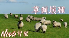 Nova 智猷-草飼壞種『信奉嗜血爭奪 獎勵是蘋果善的原罪  自發向惡俯首 何時有不同』#Nova 智猷 #草飼壞種 #人造的這些愛啊【動態歌詞/Lyrics Video】
