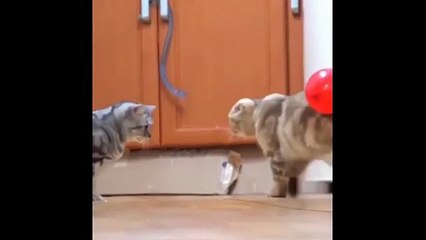 Funniest Cat Reactions Ever 🐱 | Laugh Till You Cry 2025 - 8