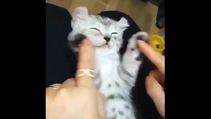 Funniest Cat Reactions Ever 🐱 | Laugh Till You Cry 2025 - 7