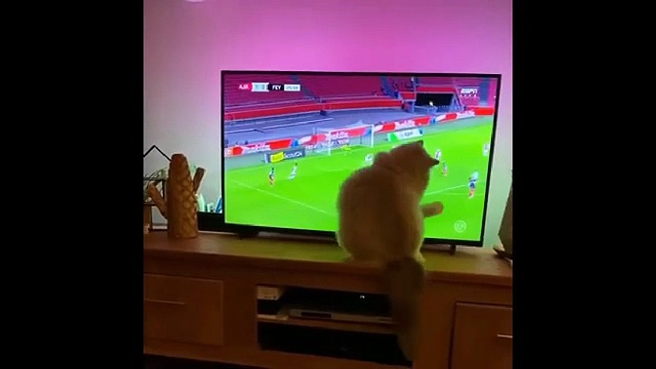 Funniest Cat Reactions Ever 🐱 | Laugh Till You Cry 2025- 9