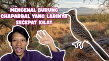 Burung Chaparral Capai Kecepatan 30 Km/Jam di Gurun Amerika-Serius Ini Hewan?