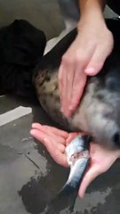 #funny video #shortvideo #viralvideo #funnyadda#