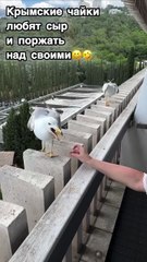 Ces goélands se moquent de leur pote qui rate son atterrissage