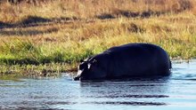 The Wild Reason Hippos Flick Their Feces
