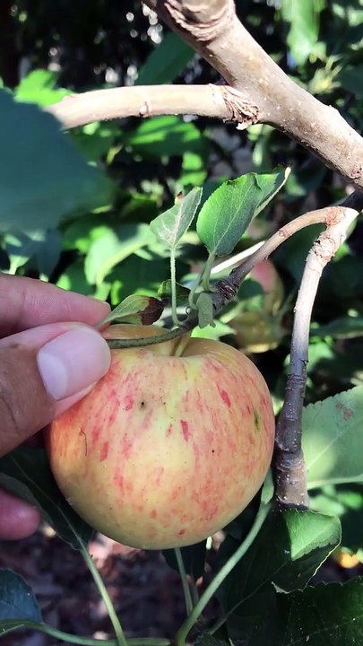 Summer apple