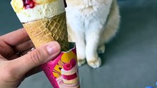 Tiny Treat, Big Drama 😂🐾🍦 #funny