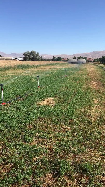forage crop preparation