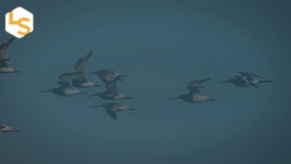 The Bird That Flies 7,500 Miles Without Stopping