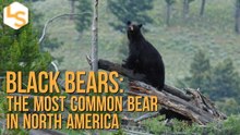 Black Bears: The Most Common Bear in North America