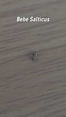 Ces araignées sont connues comme les adorables araignées sauteuses. On voit souvent à quoi elles ressemblent adulte mais quand elles sont bébé elles sont minuscules et encore plus adorable ! 😊