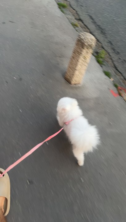 My dog my bff 🐶🤍