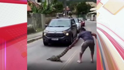 Morador arrasta jacaré na rua e leva "bote" em SC