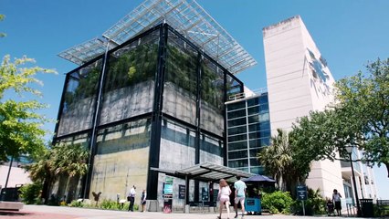 How These Handles Are Outsmarting Alligators in South Carolina