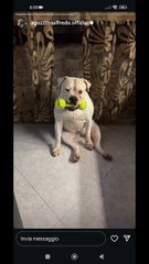 agozzino Alfredo con i suoi cani