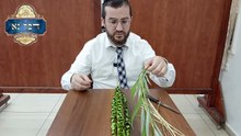 כך תאגדו את ארבעת המינים שלכם בצורה מקצועית ללא גרימת נזק למינים | מדריך לאגידת הלולב על פי האריז"ל