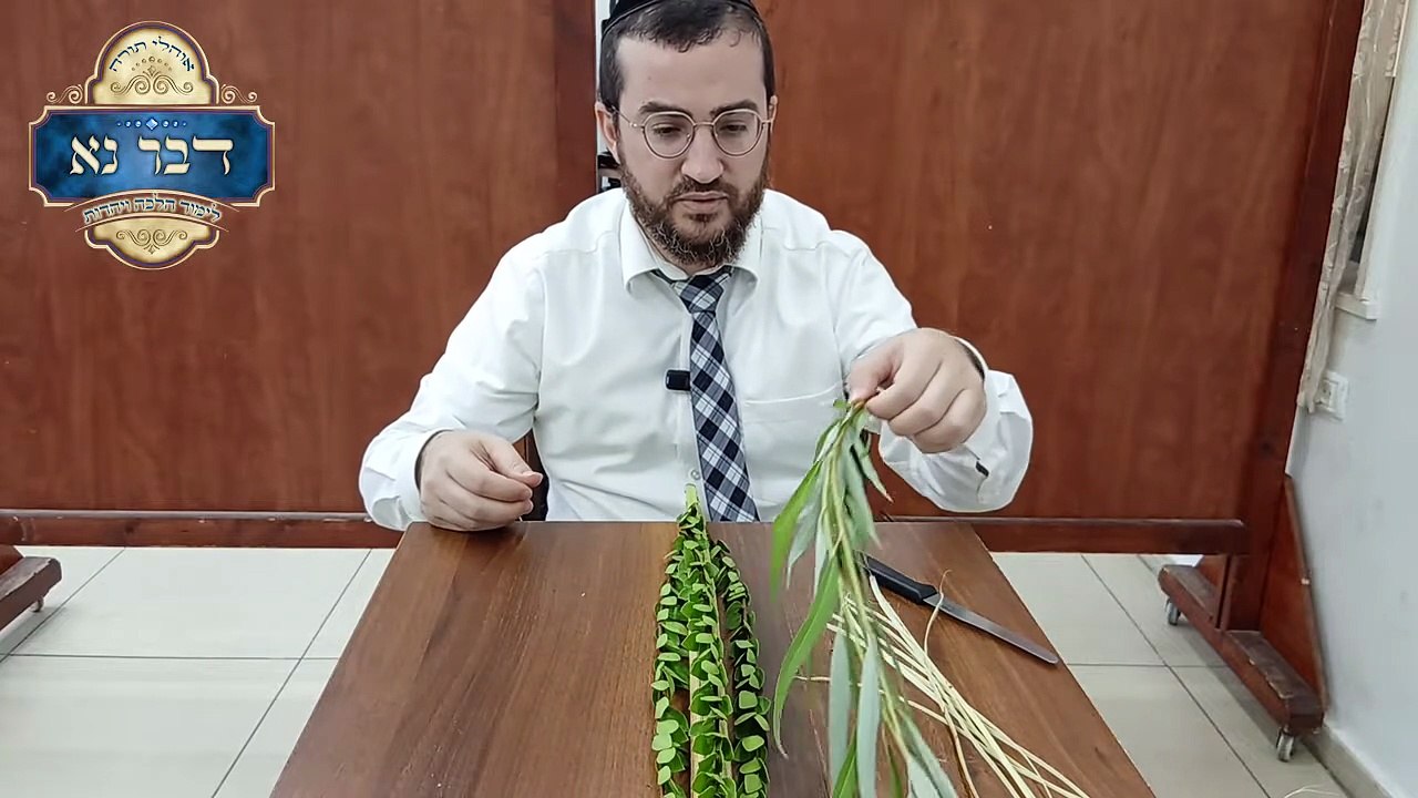 כך תאגדו את ארבעת המינים שלכם בצורה מקצועית ללא גרימת נזק למינים | מדריך לאגידת הלולב על פי האריז"ל