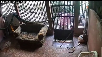 Graban a sujetos entrando a robar a una casa en Comayagüela