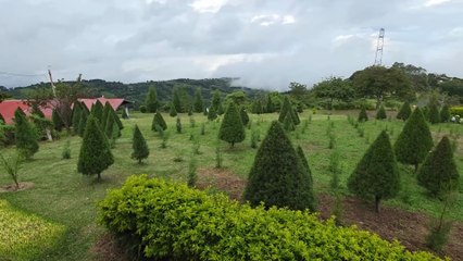 mqn'El paraíso navideño que pocos conocen en las montañas de Naranjo 051225