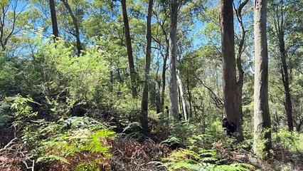Police scour bushland in search of Dezi Freeman's body.
