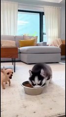 Tiny Peanut Steals the Husky’s Bowl… Until the Muscle Cane Corso Walks In 😳🤣 #chihuahua #funny