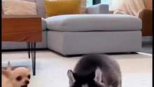 Tiny Peanut Steals the Husky’s Bowl… Until the Muscle Cane Corso Walks In 😳🤣 #chihuahua #funny