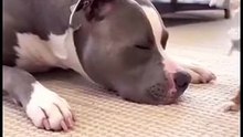 Titan’s Reaction to the Clown Pure Comedy 😂🎈#FunnyDogVideos #DogPrank #DogComedy #PitbullLove