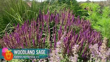 Gardening Australia - Season 36 Episode 41 - Episode 41 Summer: South Asian Crops & Butterfly World