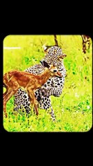 Tiger Save the Baby of Deer || #viral #short #tiger