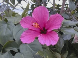 DAL3OUNA  على دلعونه SYRIAN SYRIA SOURIYA MUSIC