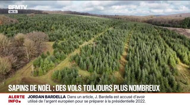 Depuis le début de l'année, 250 sapins de Noël ont été volés, soit 10% de la production de cette productrice en Haute-Saône
