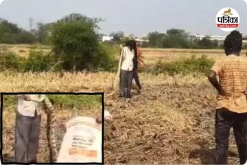 2 विशाल अजगर