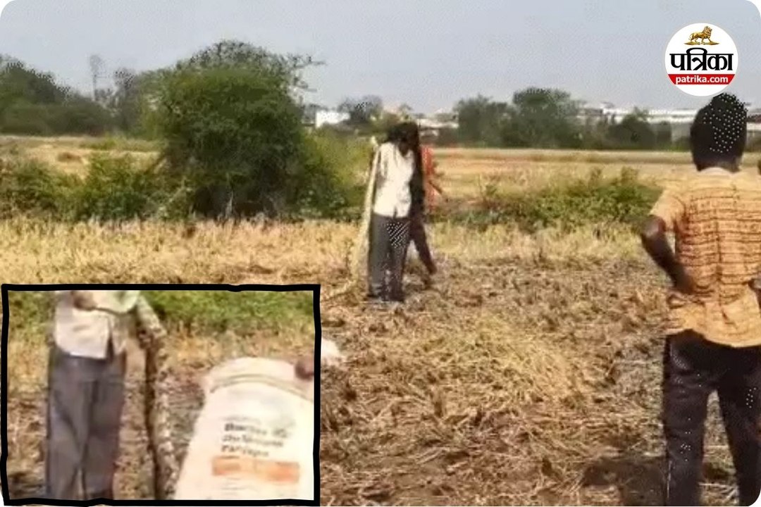 2 विशाल अजगर