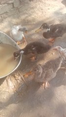 Cute Baby Duck 🦆#video viral #cute # baby #duck #cute