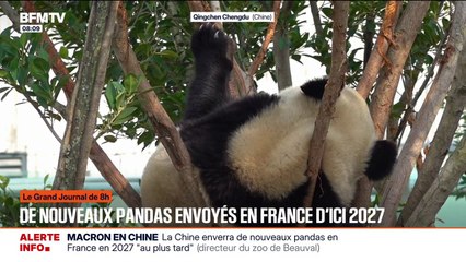 La Chine enverra de nouveaux pandas en France "au plus tard" en 2027