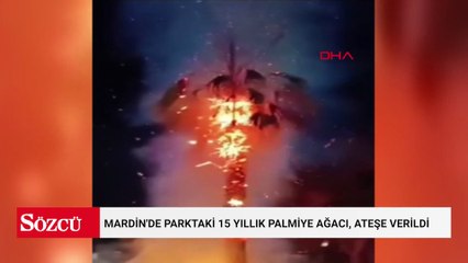Mardin'de parktaki 15 yıllık palmiye ağacı, ateşe verildi
