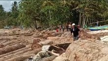 Ribuan Gelondongan Kayu Raksasa Terdampar di Pantai Tanjung Setia, Polisi Turun Tangan