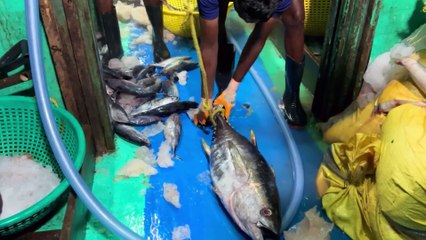 Chasing the Majestic Giants: A Deep Sea Battle in the Gulf Waters