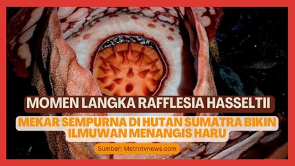 Momen Langka Rafflesia Hasseltii Mekar Sempurna Bikin Ilmuwan Menangis Haru
