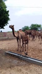 Camel desert real life 🐫🐫👌😂😂