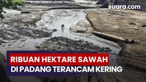 Bendungan Rusak Diterjang Bencana, Hampir 3 Ribu Hektare Sawah di Kota Padang Terancam Kekeringan
