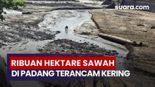 Bendungan Rusak Diterjang Bencana, Hampir 3 Ribu Hektare Sawah di Kota Padang Terancam Kekeringan